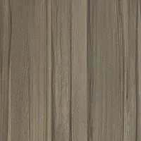 Сосна глянец