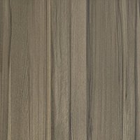 Сосна глянец